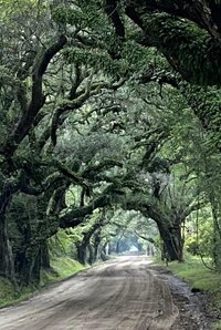 Walking Trail at Edisto Beach State Park Framed By Trees