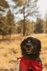 kenzie pellerins portfolio image of dog holding engagement ring on nose