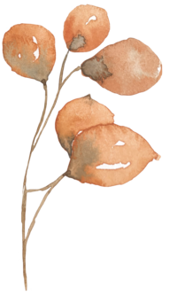 OrangeEucalyptus