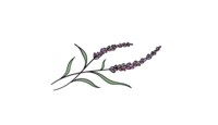 A portion of the Emily Austin Therapy logo featuring a delicate lavender branch, symbolizing calm and healing in therapy.