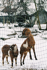 goats in snow