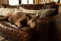 Calming interior of Throughline Wellness Studio in Bend, Oregon, where Dr. Parkar Price provides somatic and visceral therapy with Hippo, her dog, always nearby.