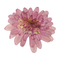 Dried pink flower web element