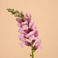 snapdragon-potomac-lavender_720x