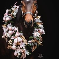 horse in maryland 
