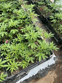 Young cannabis plants starting in greenhouse