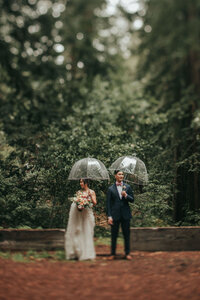 Asian couple in wedding attire standing under clear umbrellas, near redwood trees