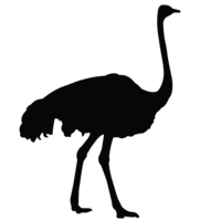 Ostrich 7