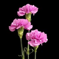 pink-carnations-on-black-background (2)