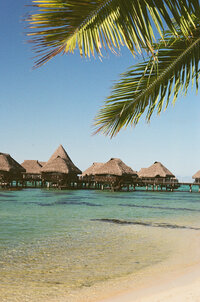 Overwater bungalows under palm tree in turquoise paradise
