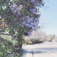 Screen Shot 2020-05-24 at 7.10.54 PM