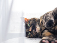 Cat is reaching for camera during an at home photoshoot. Work by Duluth-based pet photographer Joanna of Paddle Paws Photography.