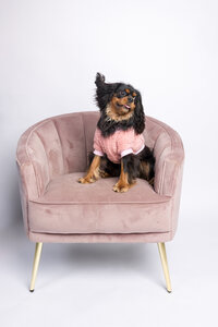 A King Cavalier Charles Spaniel dog sitting on a pink chair with her ear flipped up.