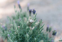 Detail shoot of wedding rings in a lavender plant