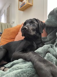 Client Dog image