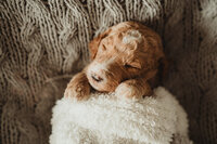 Intense Red Abstract Standard Poodle Puppy with blanket