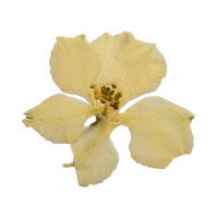 Dried yellow flower web element