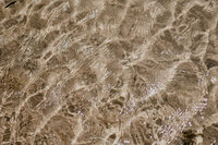Gentle waves rippling over golden sand in a sunlit tropical shoreline. Perfect for a romantic couples getaway.