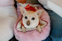 Meant2BeeEvents-Roxie