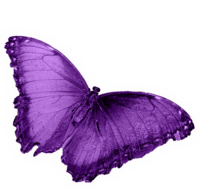 Bright Purple Butterfly or Moth Representing Animal Communication Course