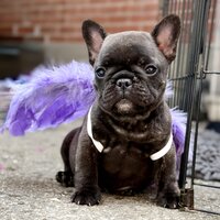 LMN Bulldogs Frenchie puppy posing in outfit