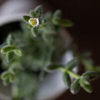 A green plant with leggy stems and leaves, featuring a single white flower. The background is blurred.