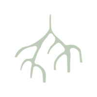 Root illustration