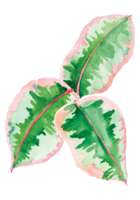Verrogated Leaf