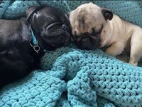 Testimonial photo of black and tan pugs lying asleep on a blue blanket, resting after a board and train session