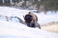Very cold and snowy bison in winter in Yellowstone National Park. Image captured by Beth Benecki of E. Benecki Photography.
