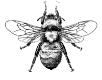 Graphic is a drawing of a bee