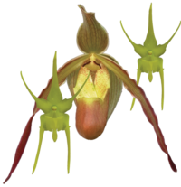 Dancing Light Orchid Essence -  Clearing Energy Fields essence