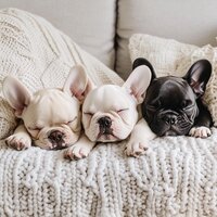 Frenchie in Beddings