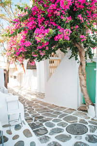 A picturesque narrow street in a Greek village features white stone walls and cobblestone pavement, reminiscent of charming Caribbean getaways. A tree with vibrant pink flowers extends over the path, casting shadows. A white chair is placed beside the entrance of a building.