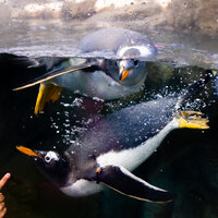 Two penguins swimming in a pool of water. One penguin has bubble all around it and it looks like it is swimming towards a small hand that is pointing at it.