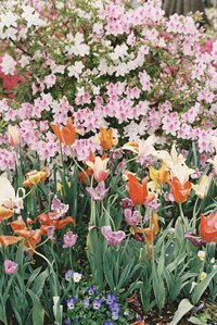 Film photo of flowers