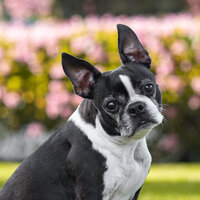 Dog smiling for portrait on Orange County