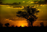 Golden sunset over the African savannah with acacia tree silhouettes and dramatic clouds.