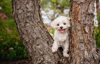 Photograph of a dog in a tree