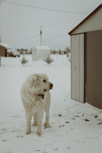 My Dog