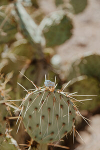 Wedding ring on a cactus during a Tucson Wedding