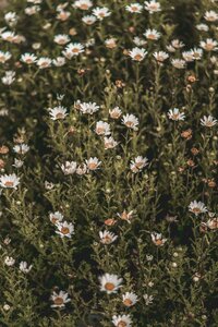 Close-up of soft flowers used decoratively, symbolizing gentle support and healing