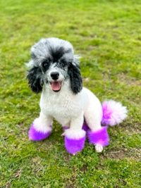 Toy Aussiedoodle puppies for sale near me