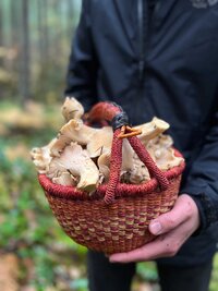 a basket full of chanterelle mushrooms in the forest of the Columbia River Gorge