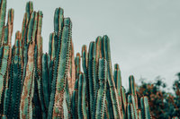 selective-focus-photo-of-cactus-2265090-2