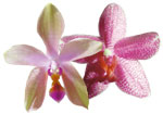 Dancing Light Orchid Essence -  Acceptance essence