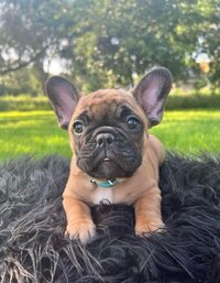 French bulldog puppy laying on the grass at the park