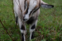 Friendly goat in Naroch, Belarus