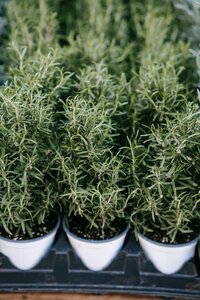 Rosemary bushes sitting on a palette ready to be dried and baked to use in Berry and Balm soap