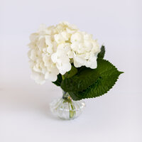 Hydrangea flowers in vase